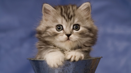 Kitten - paw, cat, blue, animal, sweet, kitten, cup