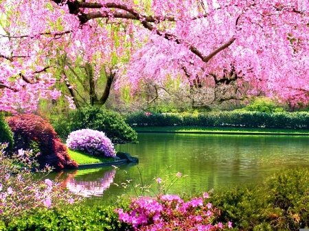 Spring Blossoms - blooming, water, tree, river