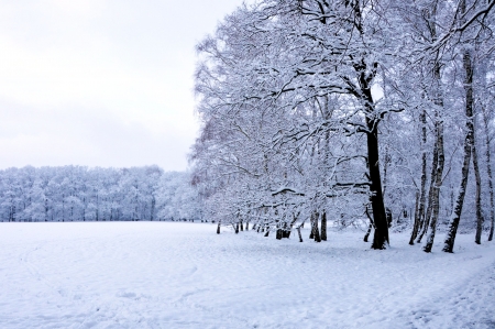 Winter Landscape - field, forest, trees, snow