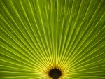 Palm Pattern