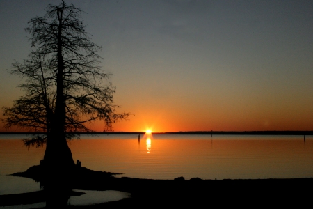 Sunset and Tree - nature, lake, tree, sunset