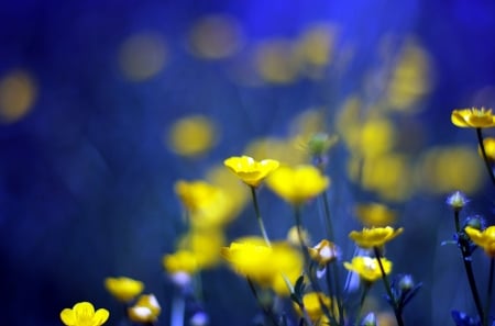 Bokeh - flowers, bokeh, nature, yellow flowers, petals