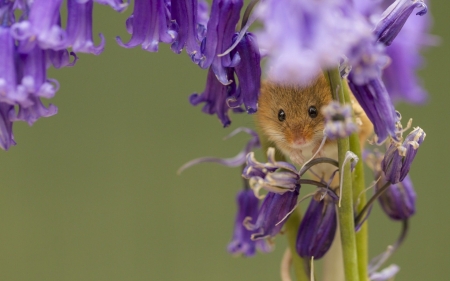 Nature - flower, purple, animal, nature