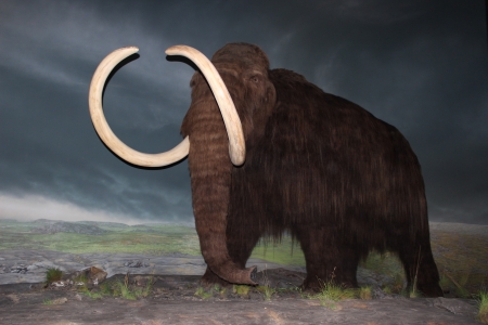 Woolly Mammoth