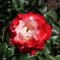 Red and White Rose