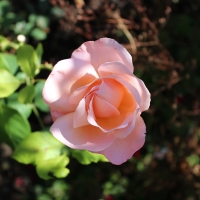 Light Pink Rose