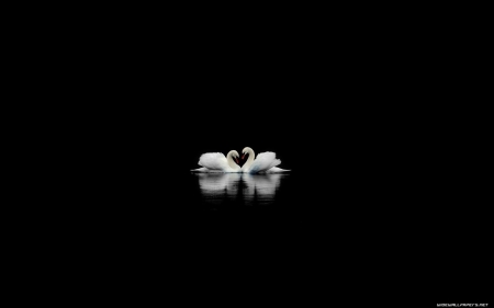 swan love - animal, swan, bird, abstract