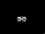 swan love