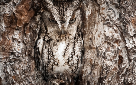 camourflaged owl - bark, tree, owl, bird