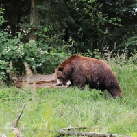 Brown Grizzly Bear