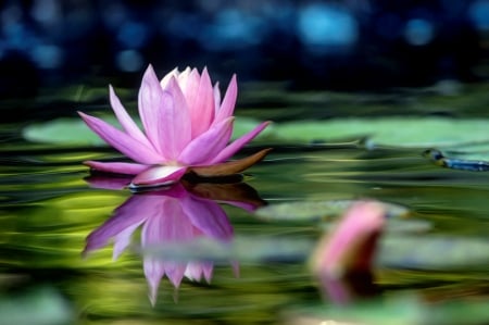 Water lily - pond, beautiful, flower, reflection, pink, leaves, lily, mirror, garden, lake, park