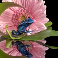 Blue Frog