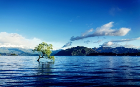 New Day - sky, tree, nature, sea