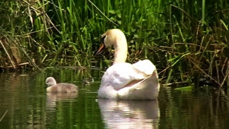 Swan with Chick - photography, springtime, water, reflection