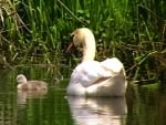 Swan with Chick