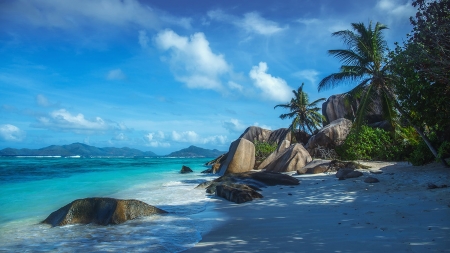 summer beach - nature, ocean, beach, summer, tree, palm