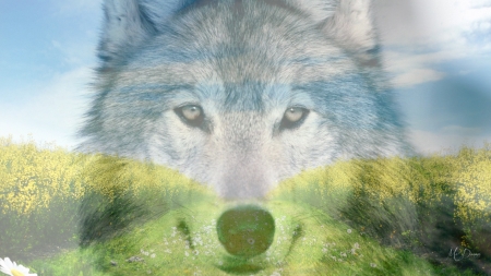 Spring  Wolf Meadow - summer, sky, wolf, wolves, meadow, flowers, spring, collage