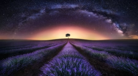 Purple World - clouds, lavender, splendor, flowers field, stars, sunset, nature, purple world, sky