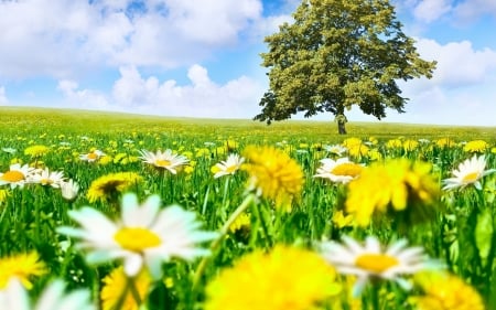 Meadow - clouds, landscape, spring, grass, tree, flowers, nature, SkyPhoenixX1, sky, grassland