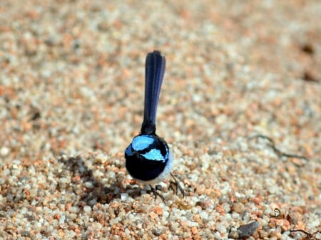 blue wren - wren, pebbles, bird, blue