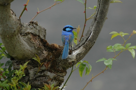 blue wren - blue, leaf, tree, wren, bird