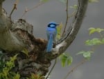 blue wren