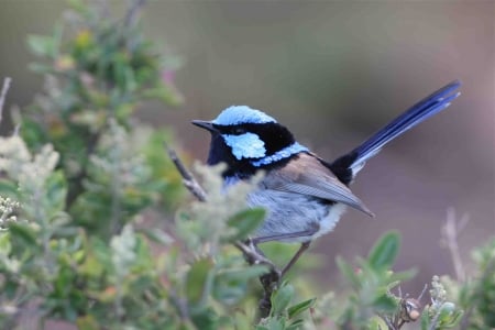 blue wren - wren, bird, blue, branch