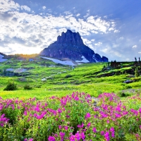 PINK flowers from the MOUNTAIN