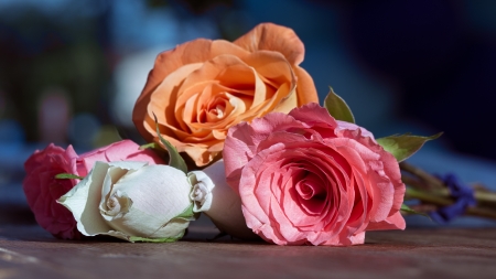 Roses - flowers, roses, bokeh, rose, with love