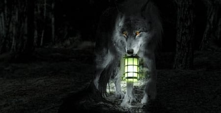 'Follow me....I'll light the way'..... - wolf, night, eerie, light, darkness