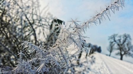 Eiskristall - ice, winter, pflanzen, kristalle, plants, eis, crystal