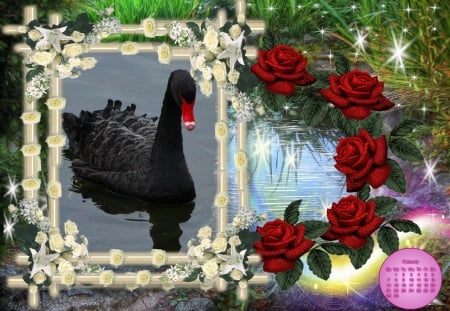 Black swain - White rose frame, red rose, lake, black swain, stars