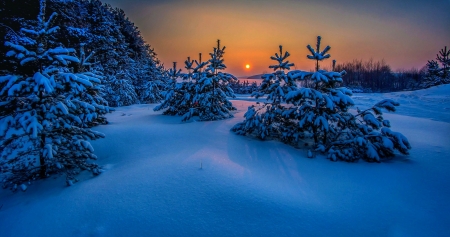 Winter - winter, nature, trees, snow