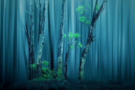 Forest - nature, forest, trees, blue