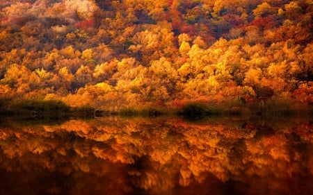 Autumn Reflection - trees, nature, reflection, autumn