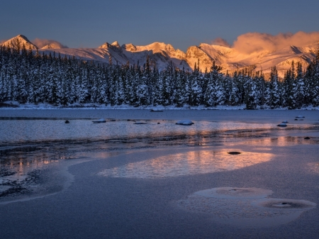 Snowy Forest - nature, trees, forest, snow, mountains, rock