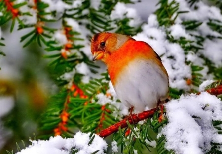 Winter Bird - animal, bird, winter, trees, branch, snow