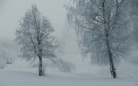 Winter - snow, Winter, Park, nature