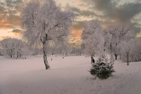 Winter in the park - snow, winter, tree, park