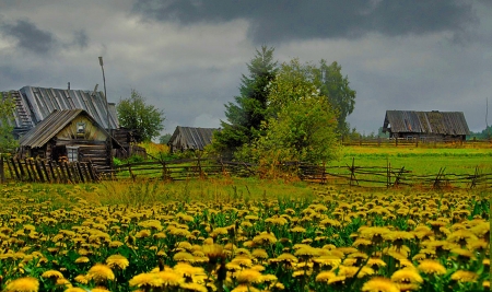 yellow field - yellow, spring, field, farm, cottage