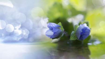 Lovely Flowers - flowers, nature, bloom, blue