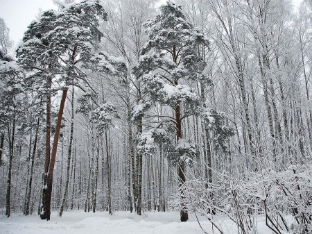 Winter Park - nature, forest, snow, winter, park