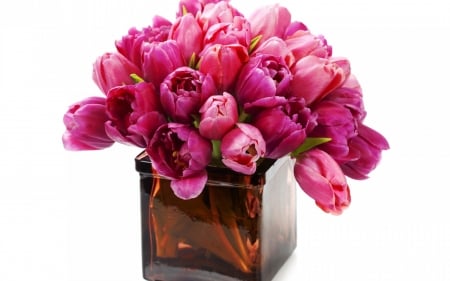 Tulips - white, flower, pink, tulip, spring, vase