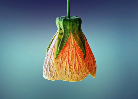 Orange bell - blue, orange, green, bell, flower