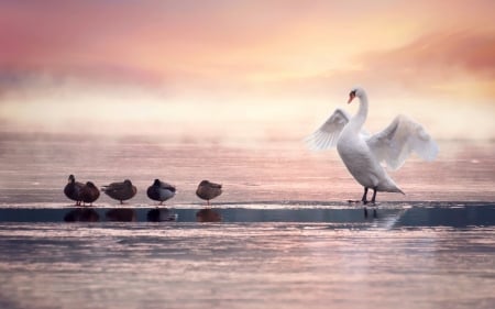 Just being beautiful - white, swan, duck, situation, pink, water, bird