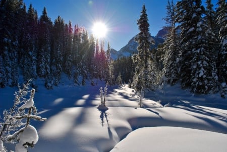 Winter - sunlight, winter, fir trees, snow, sunshine, forest, ice, coldness, nature, season, SkyPhoenixX1, sun, sky, woods