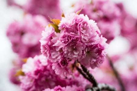 Spring - blossom, spring, flower, cherry