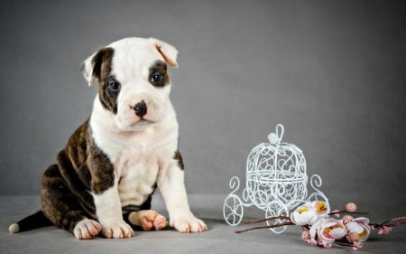 Puppy - flower, animal, cute, black, pitbull, puppy, white, deco, dog