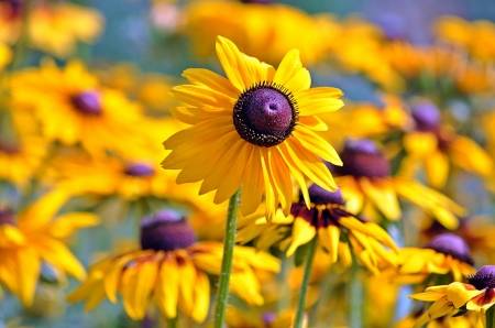 Flowers - summer, cone flower, purple, yellow