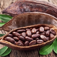 Cocoa Beans